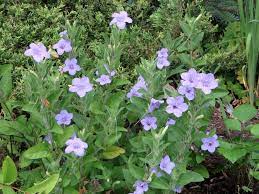Ruellia Ciliosa Plants Garden Pics