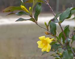 Image result for Gelsemiaceae