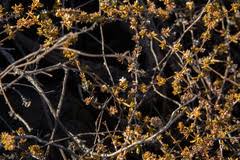 Image result for Spermacoce sphaerostigma