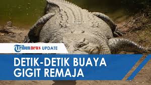 Maka, buaya yang muncul dalam mimpi mewakili suatu ancaman. Detik Detik Buaya Gigit Remaja Yang Ceburkan Diri Ke Sungai Paha Kiri Robek Hingga Dapat 40 Jahitan Youtube