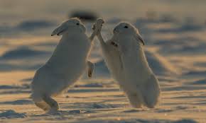 • arctic hares don't only eat plants, they have also been seen eating fish and meat. Arctic Hares Appear To High Five Each Other In The Snow As They Scrap For Food Daily Mail Online