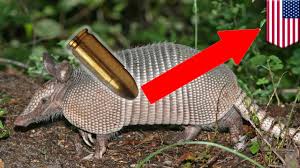 13 Facts About Armadillos