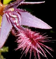 Image result for Bulbophyllum saltatorium