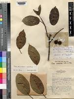 Image result for Ficus ottoniifolia