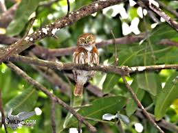 Photos with ferruginous pygmy owl. Ferruginous Pygmy Owl Biology Owling Com