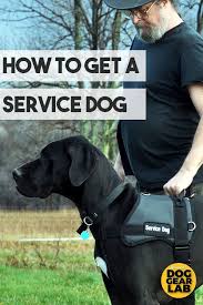 How To Get A Service Dog Service Dogs Service Dogs Gear Dog Training