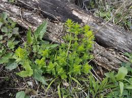 Maybe you would like to learn more about one of these? Macris Armeria