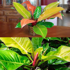 National Plant Network 6 In Mccolley S Finale Philodendron Plant In Grower Pot In 2020 Philodendron Plant Plants Large Leaf Plants