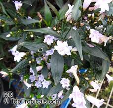 Image result for Strobilanthes anisophylla