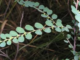 Image result for Phyllanthus fraternus