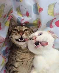 Pin By Cassandra On Animals Funny Animal Pictures Funny Animal Photos Cute Animals