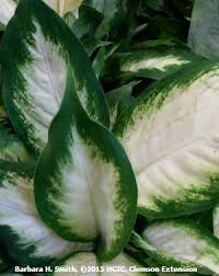 The Exotica Alba Diffenbachia Diffenbachia Maculata Exotica Alba Leaves Have A White Center With A Green Margin House Plants Indoor Plant Leaves Plants