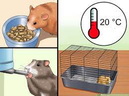3 Ways To Cure Your Not Moving Hamster Wikihow
