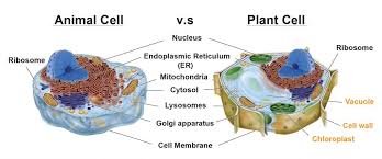 Nerve cells are long and thin, muscle cells are bundled, and bone cells and straight sided. Animal Cells Vs Plant Cells What Are The Similarities Differences And Examples