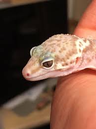 Upped My Lighting And Camera Game Leopard Gecko Lizard Gecko