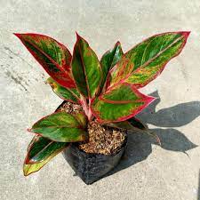 The red 'siam aurora' is a cultivar of the flowering tropical plant in the genus aglaonema.aglaonema plants are an evergreen plant species native to the tropical and subtropical forests of asia. Red Lipstick Red Siam Aglaonema Furniture Home Living Gardening Plants Seeds On Carousell