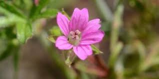 Maybe you would like to learn more about one of these? Cranesbill Weeds Croprotect