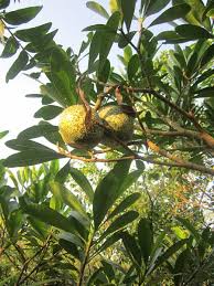 Image result for Voacanga thouarsii