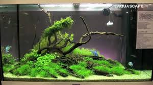 Aquarium plants, and information on how to's with freshwater. Aquascaping Aquarium Ideas From Aquatics Live 2012 Part 2 Youtube