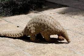 is this not the most unbelievable animal you ve ever seen this anteater cousin is a pangolin and is found in india indian pangolin pangolin scaly anteater