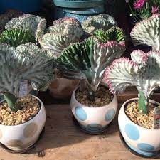 We did not find results for: Delray Plants Coral Cactus 4 In Seafoam Marcy Pot Coralmarcysea The Home Depot Coral Cactus Plants Live House Plants