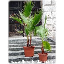 Image result for Wiesneria filifolia