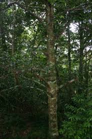 Image result for Garcinia kingaensis