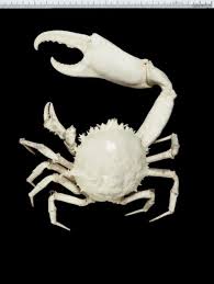 Dick Dell and the fantastic frilled crab