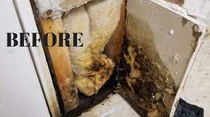 Black mold on the drywall in the garage besides the basement the garage is also another part of the house that mold often visits. I Found Mold In My Basement New Insulation New Drywall New Pretty Paint Thrift Diving Youtube