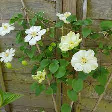2 lt pot (60cm cane) £27.99. Clematis Guernsey Cream Clematis Guernsey Cream Uploaded By Lanehead
