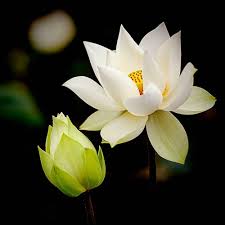 Aug 09, 2021 · the white lotus extends its stay at hbo for season 2 ; White Lotus Home Facebook