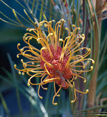 Image result for Grevillea