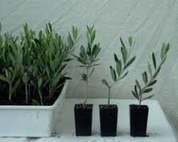 Our retail shop features our sister store, modern farmhouse, one of a kind pieces for your home and outdoor area. Propagating An Olive Tree From Cuttings Olive Oil Corfu