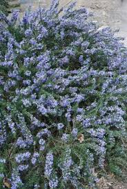 rosmarinus officinalis prostratus tuin