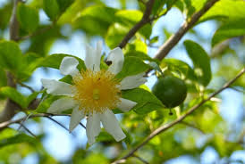 Image result for Oncoba