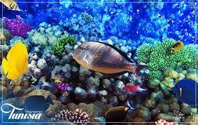 Vivez Une Experience Unique En Explorant Le Panorama De La Tunisie Sous Marine Et La Magie De Ses Fonds Marins Paradise Sea Puzzle Of The Day Colorful Fish