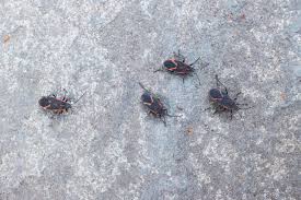 They have an ovular body, long legs, and black and red markings on their backs. Diy Tips To Keep Boxelder Bugs And Ladybugs Out Of Your Home Diy