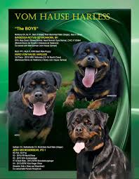 All rottweilers in charlotte, nc. The Boys Vom Hause Harless Rottweilers Terry Tiller Charlotte North Carolina 704 906 2379 Harlessrottweilres Carolina Rr Rottweiler Love Rottweiler Stud Dog
