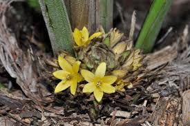 Image result for Curculigo pilosa