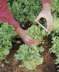 I want to do well;growing;i want to do it well; How To Grow Escarole And Endive Finegardening