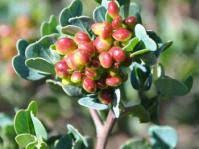 Image result for Searsia magalismontana x pyroides