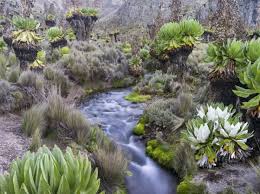 Image result for Dendrosenecio