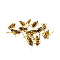 Feeder crickets & pinhead crickets. 50 Live Premium Crickets Shipped To Your Door Premiumcrickets Com Live Feeder Crickets Dubia Roaches Superworms Mealworms Wax Worms And More Shipped Fresh To Your Door