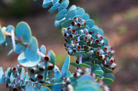 Image result for Phragmanthera cornetii