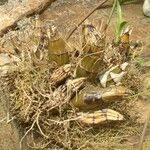 Image result for Graphorkis lurida