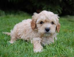 Are cavapoo puppies easy to train? Cavapoo Rescue Info And Advice On Adopting A Cavapoo Rescue Dog