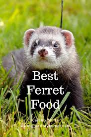 best ferret food in 2019 awesome buyers guide