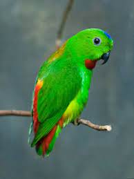 Sangihe hanging parrot (loriculus catamene) is a species of bird in the psittaculidae family. Hanging Parrot Wikipedia