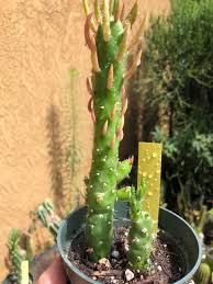 Image result for Austrocylindropuntia