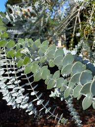 Image result for Eucalyptus